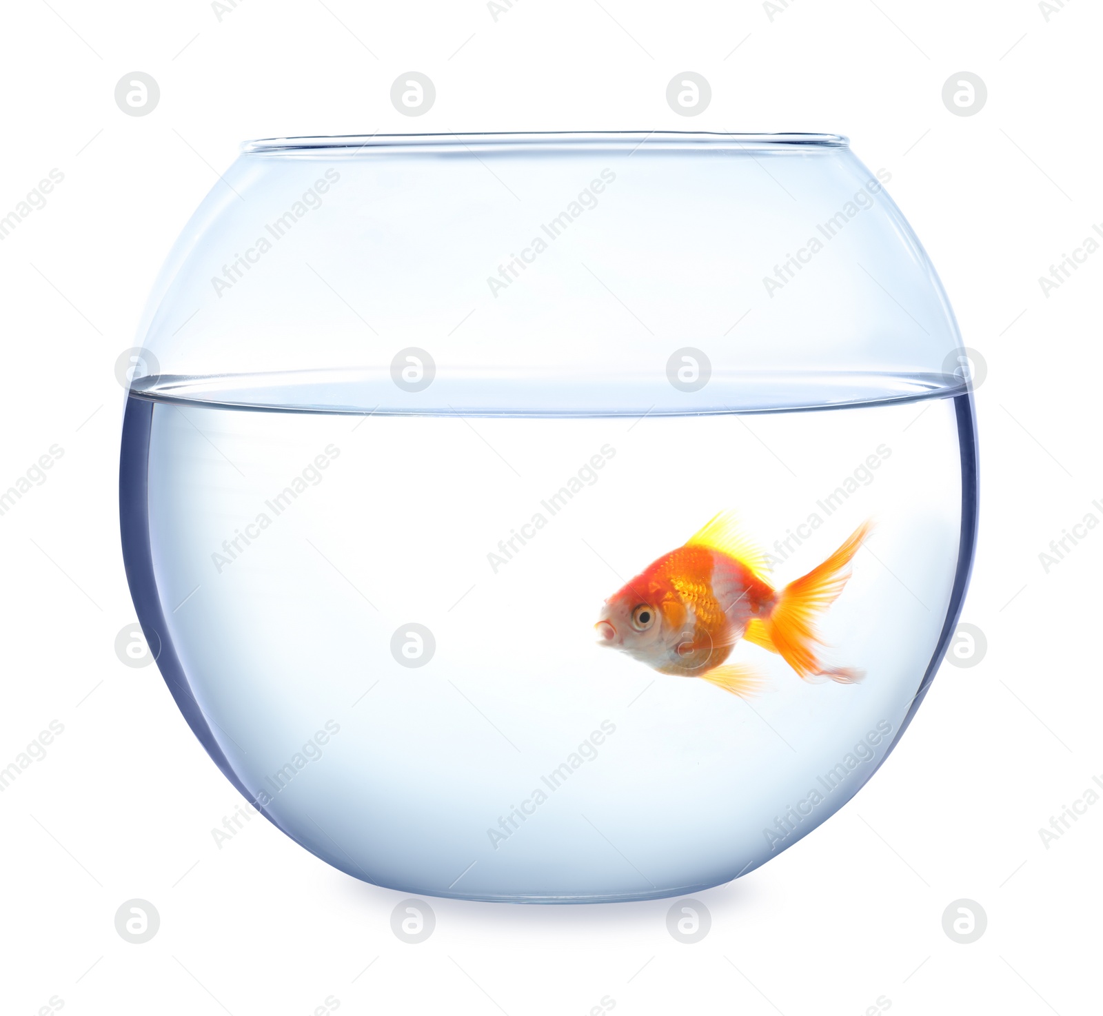 Photo of Beautiful bright small goldfish in round glass aquarium isolated on white