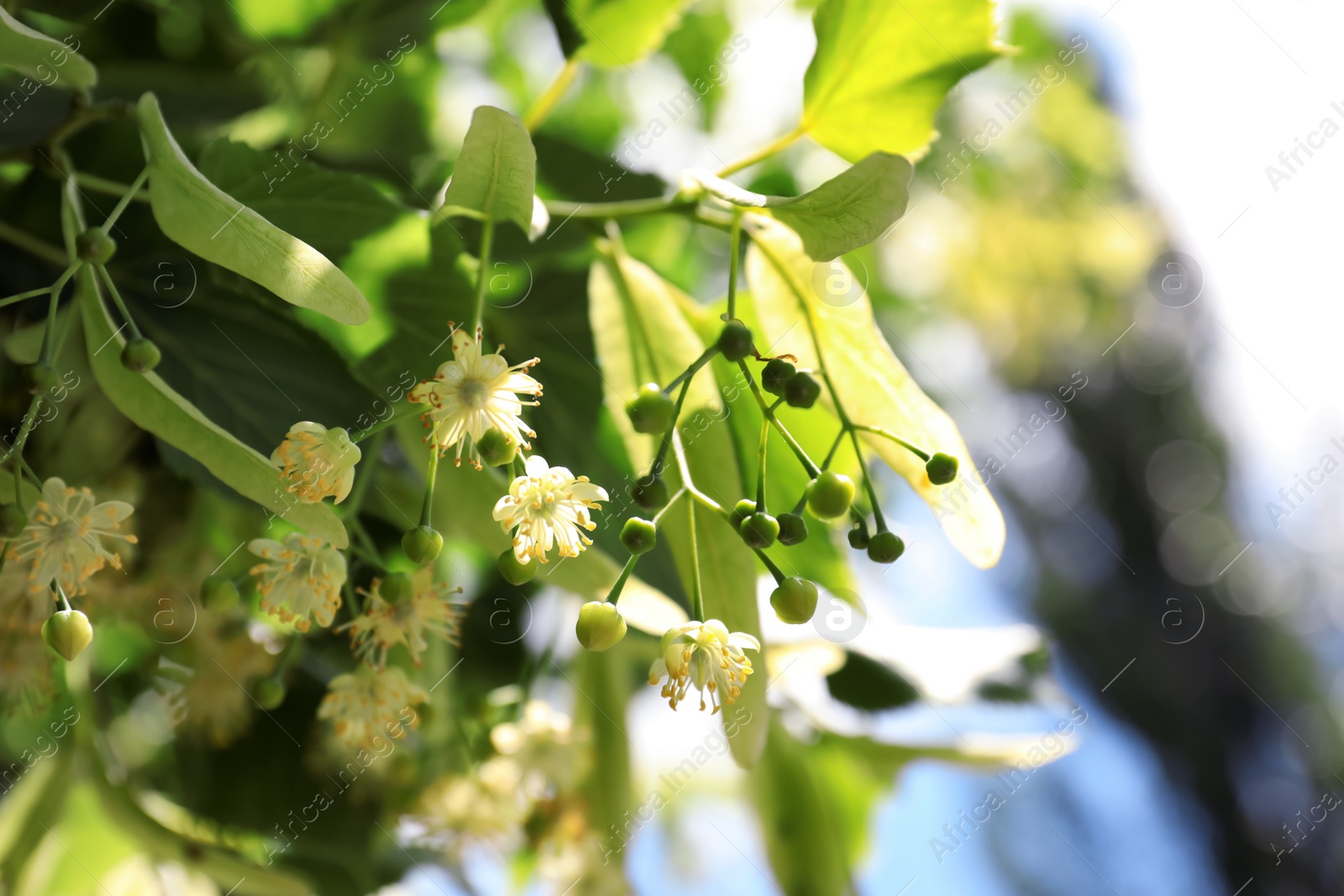 Photo of Green linden tree with fresh young leaves and blossom outdoors on sunny spring day, closeup