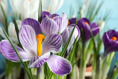 Photo of Beautiful crocus flowers on blue background, closeup