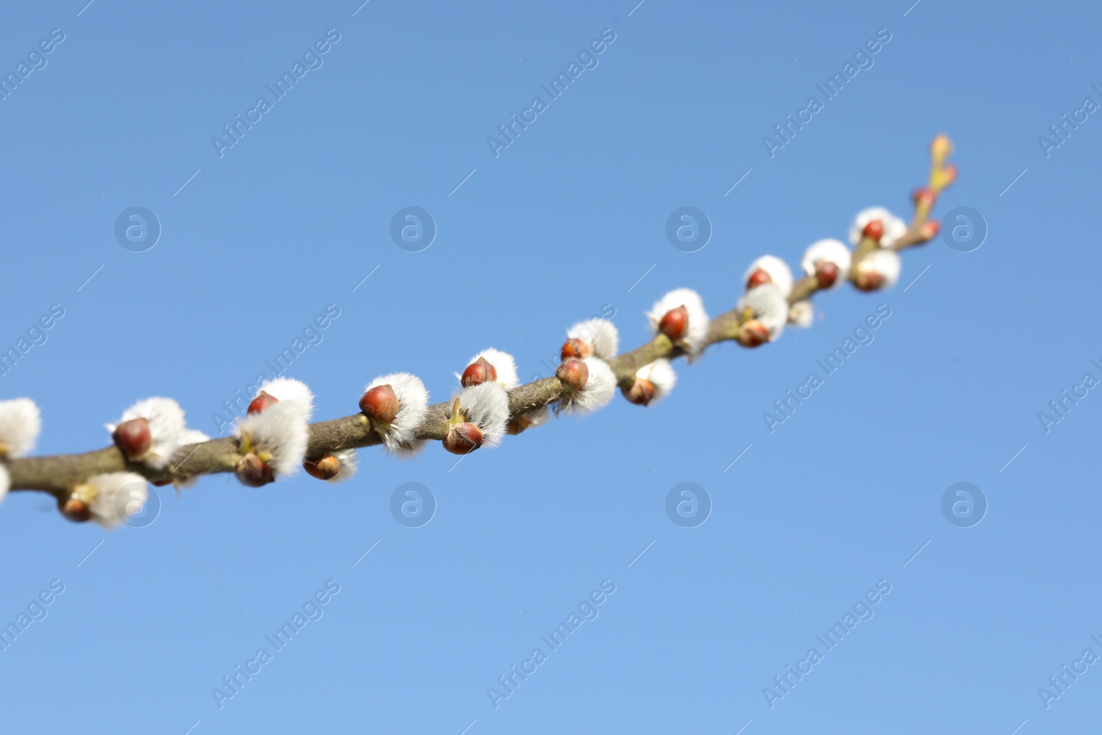 Photo of Beautiful fluffy catkins on willow branch against blue sky