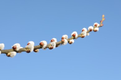 Photo of Beautiful fluffy catkins on willow branch against blue sky