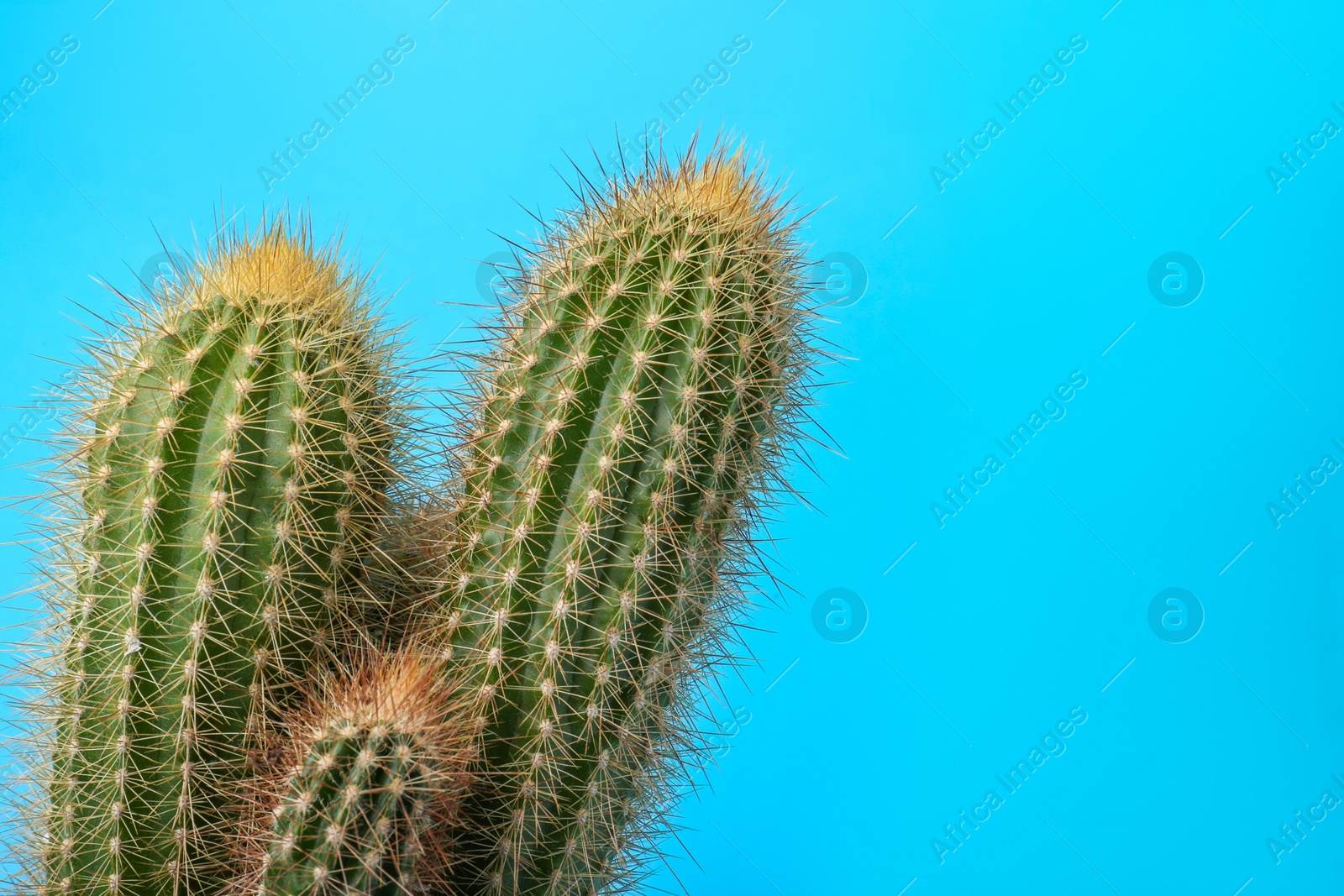 Photo of Beautiful green cactus on light blue background, space for text. Tropical plant