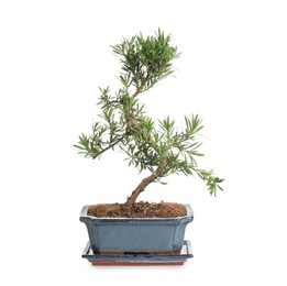 Japanese bonsai plant isolated on white. Creating zen atmosphere at home