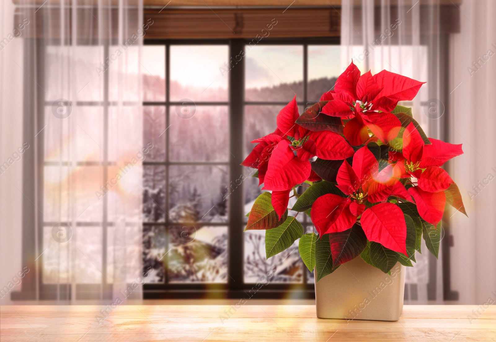 Image of Christmas traditional poinsettia flower in pot on table near window. Space for text