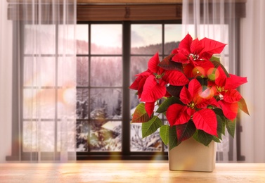 Image of Christmas traditional poinsettia flower in pot on table near window. Space for text