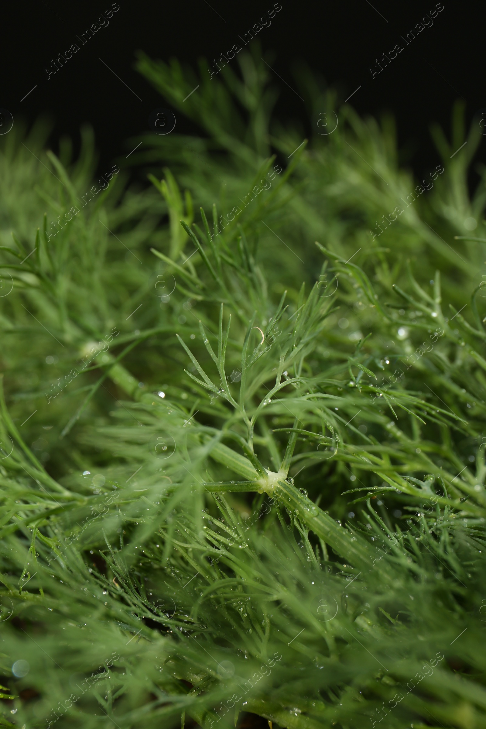 Photo of Fresh green dill on black background, closeup