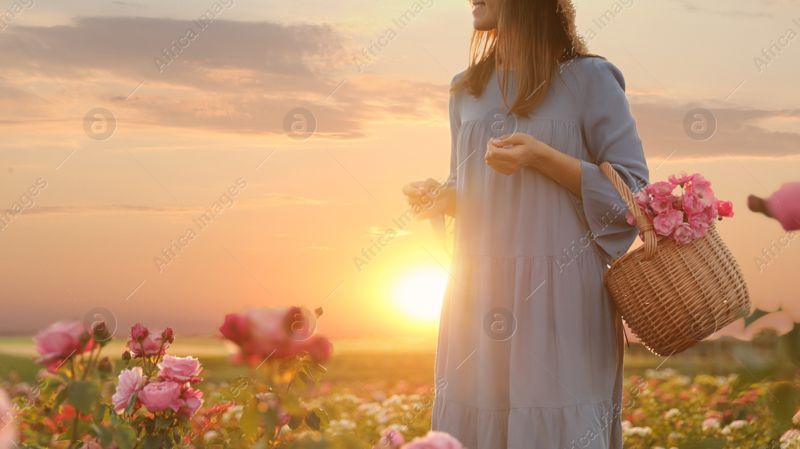 Photo of Woman with basket of roses in beautiful blooming field, closeup