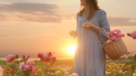 Photo of Woman with basket of roses in beautiful blooming field, closeup