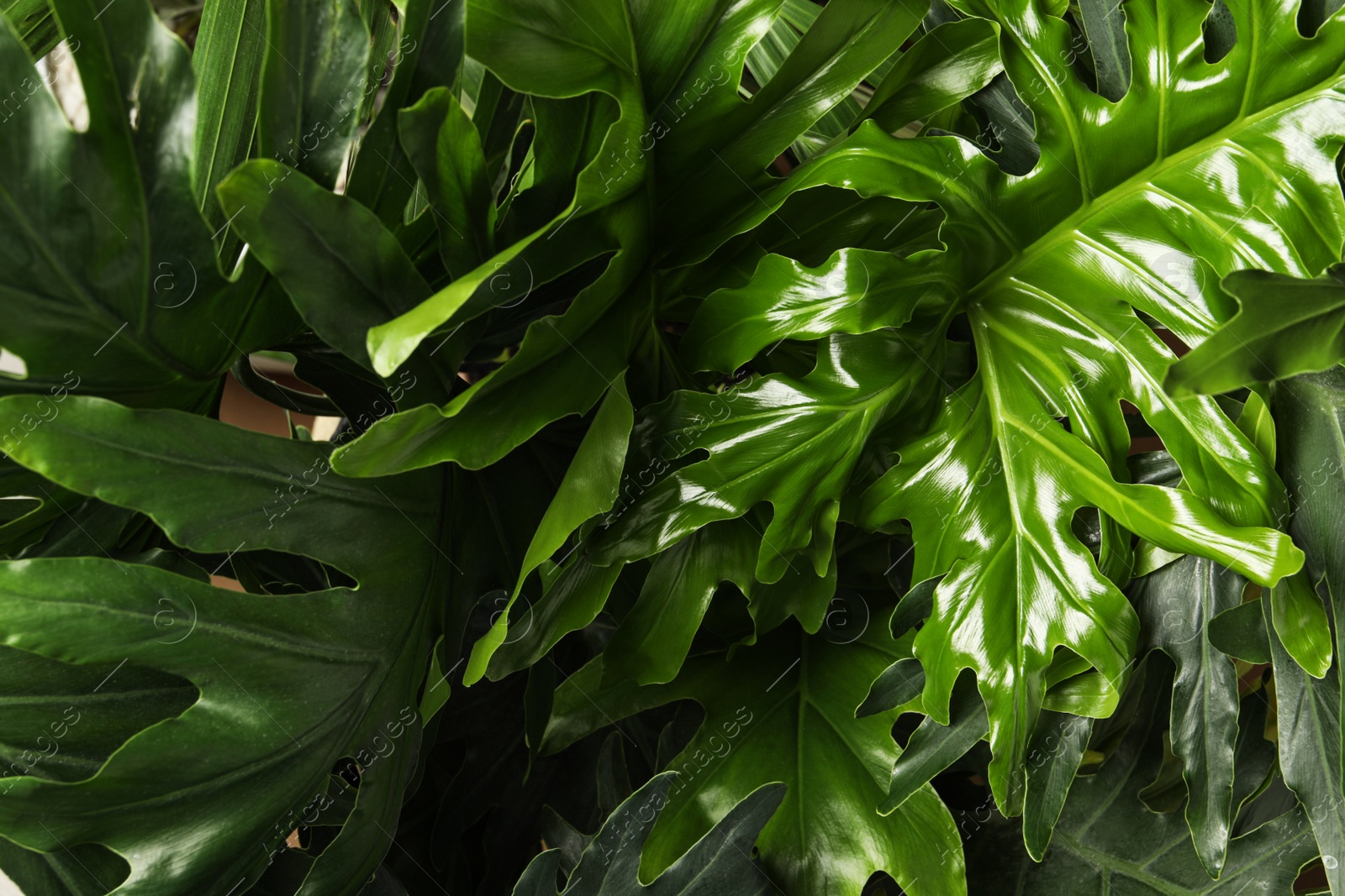 Photo of Monstera with lush leaves, closeup. Tropical plant