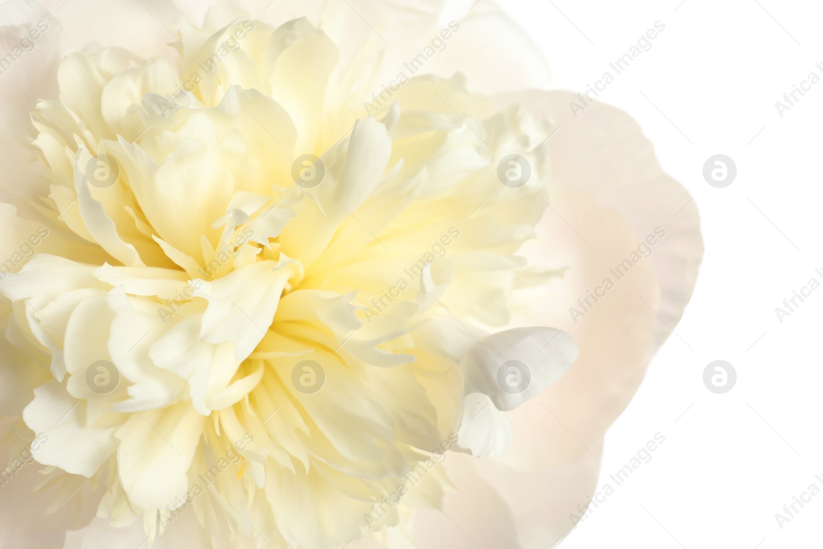 Photo of Beautiful fresh peony flower on white background, closeup