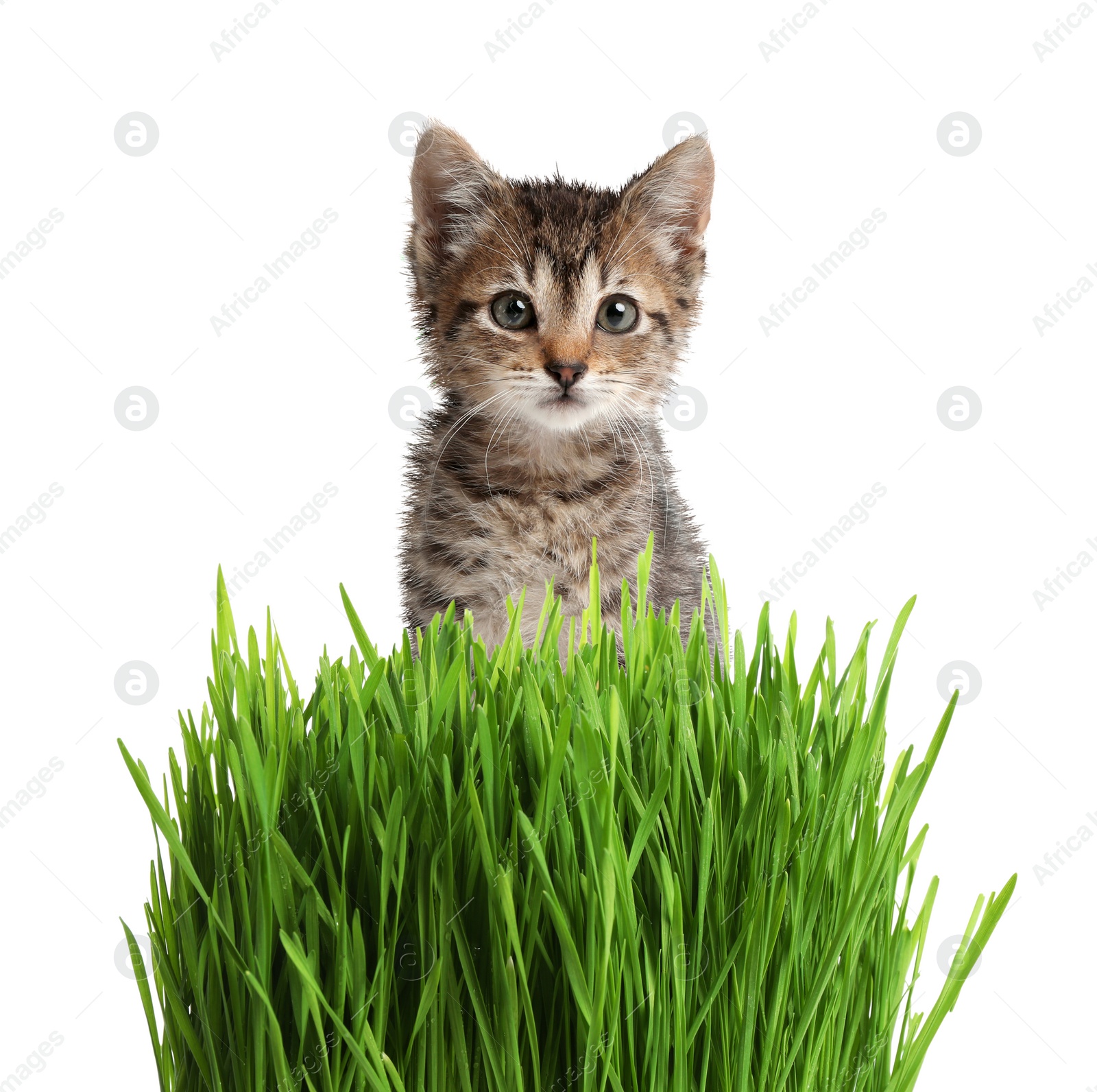 Image of Adorable kitten and fresh green grass on white background