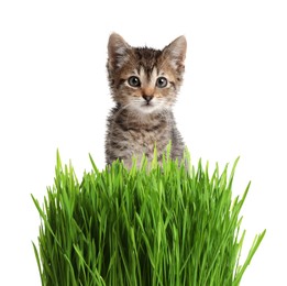 Image of Adorable kitten and fresh green grass on white background
