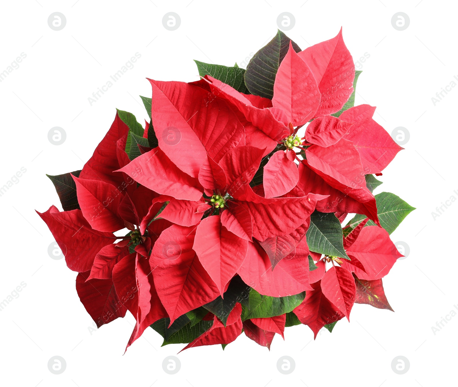 Photo of Red Poinsettia isolated on white, top view. Christmas traditional flower