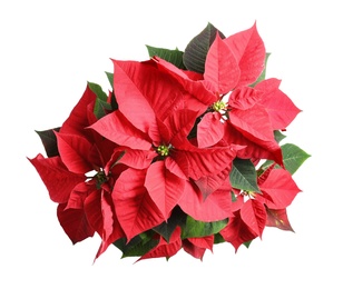 Red Poinsettia isolated on white, top view. Christmas traditional flower