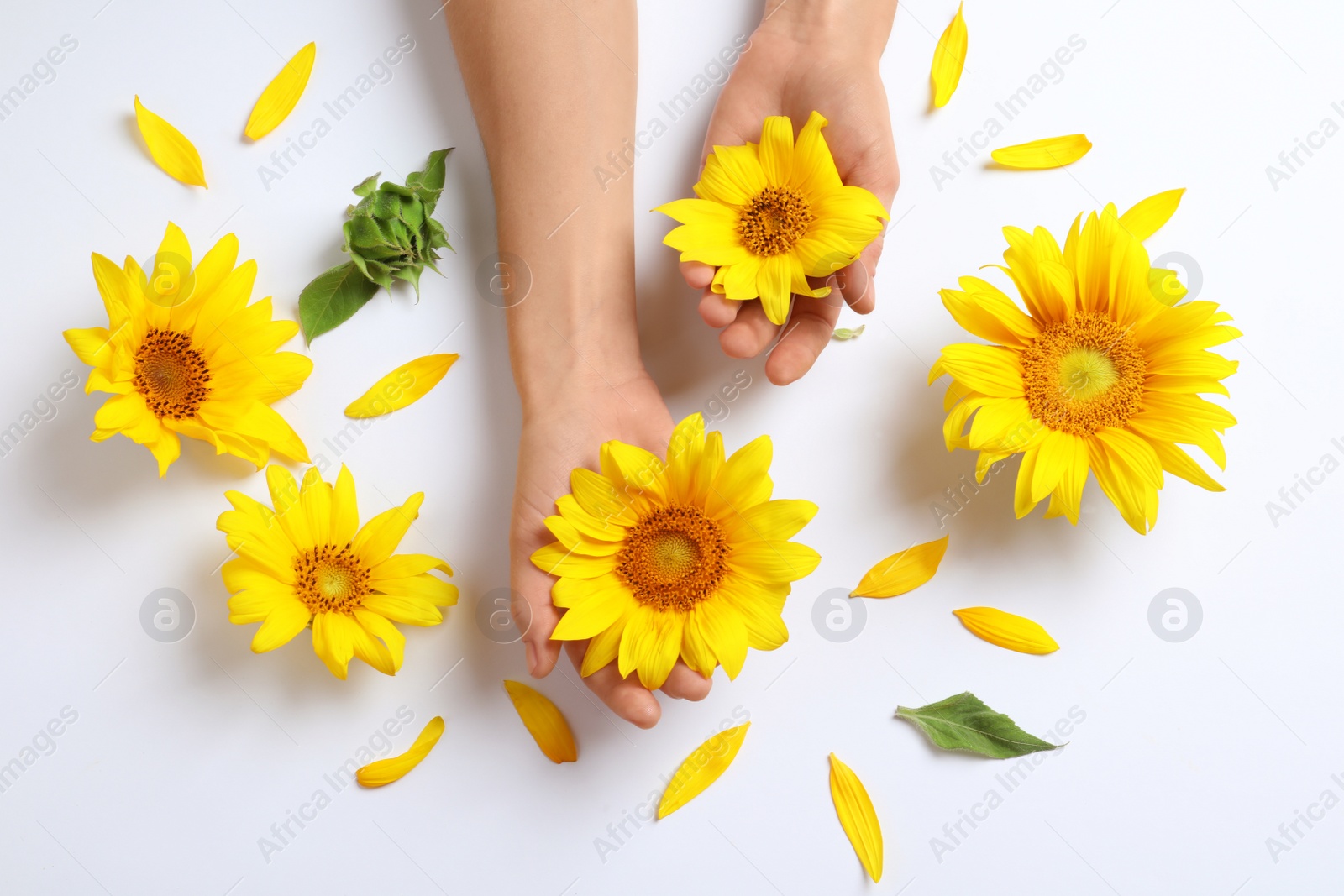 Photo of Woman holding beautiful sunflowers on white background, top view