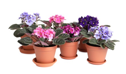 Photo of Beautiful potted violets on white background. Plants for house decor