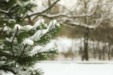 Pine branches outdoors on snowy winter day. Space for text