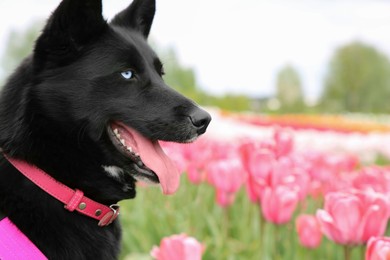 Adorable black dog near tulip field. Lovely pet