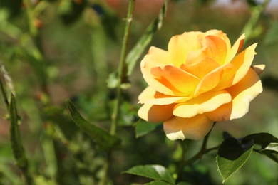 Photo of Beautiful rose in blooming garden on sunny day