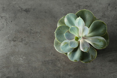 Photo of Beautiful echeveria on grey background, top view with space for text. Succulent plant