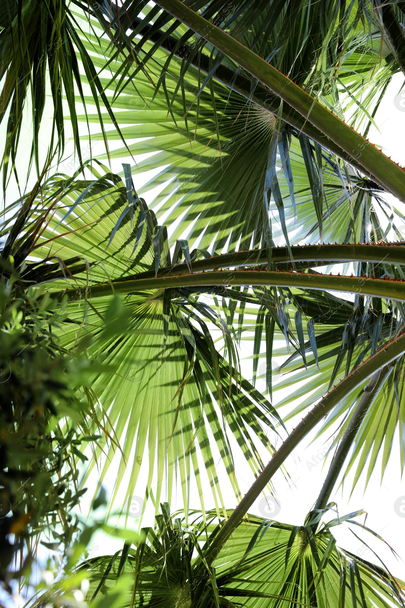 Photo of Beautiful view of palm branches on sunny summer day