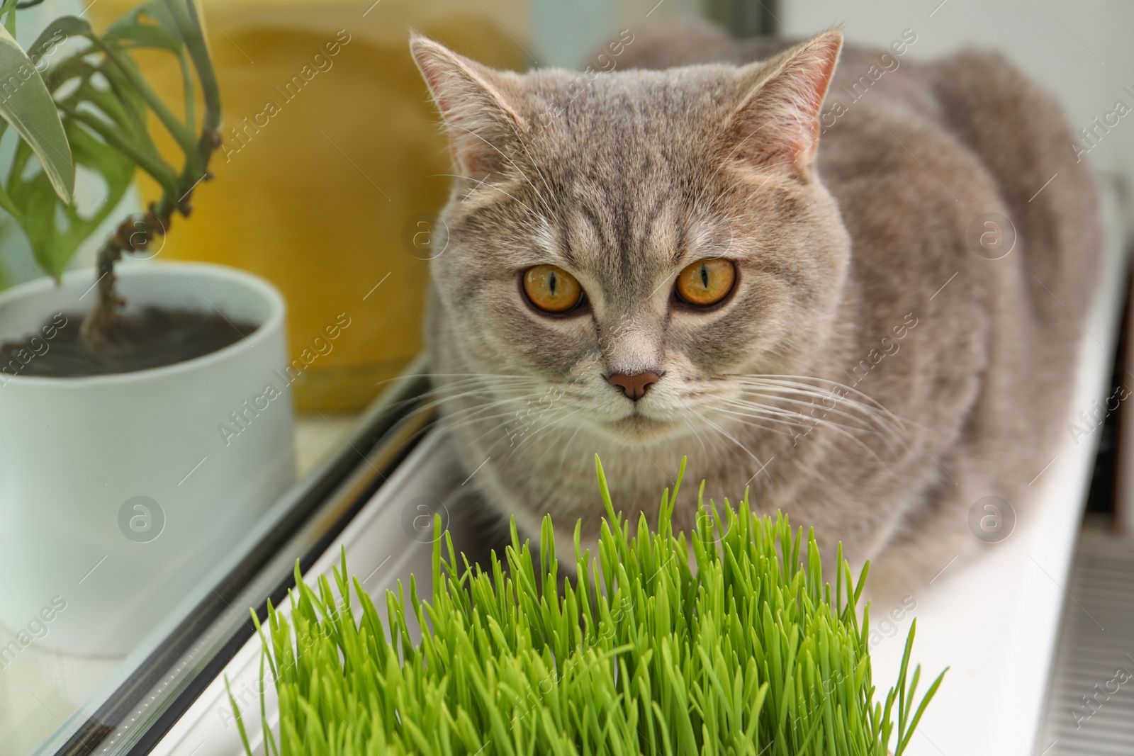 Photo of Cute cat near fresh green grass on windowsill indoors