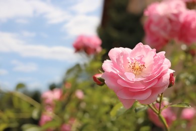 Photo of Bush with beautiful pink tea roses outdoors, closeup. Space for text
