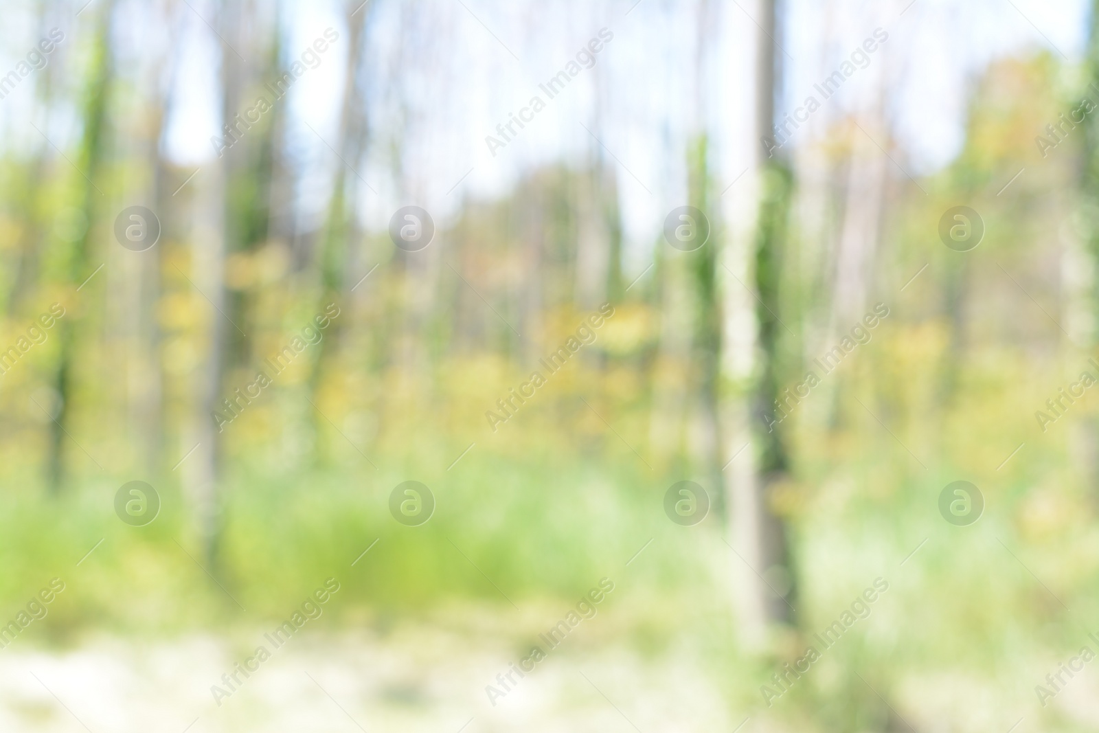 Photo of Park with trees on sunny day, blurred view. Bokeh effect