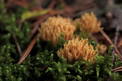 Photo of Ramaria flava mushrooms growing in forest, closeup