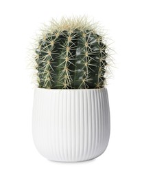 Photo of Beautiful cactus plant in pot on white background. House decor