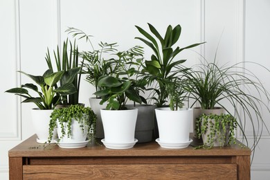 Photo of Many beautiful green potted houseplants on wooden table indoors