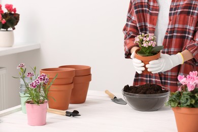 Photo of Transplanting houseplants. Woman with flowers, empty pots and gardening tools at white table indoors, closeup