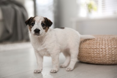 Cute little puppy in room. Friendly pet