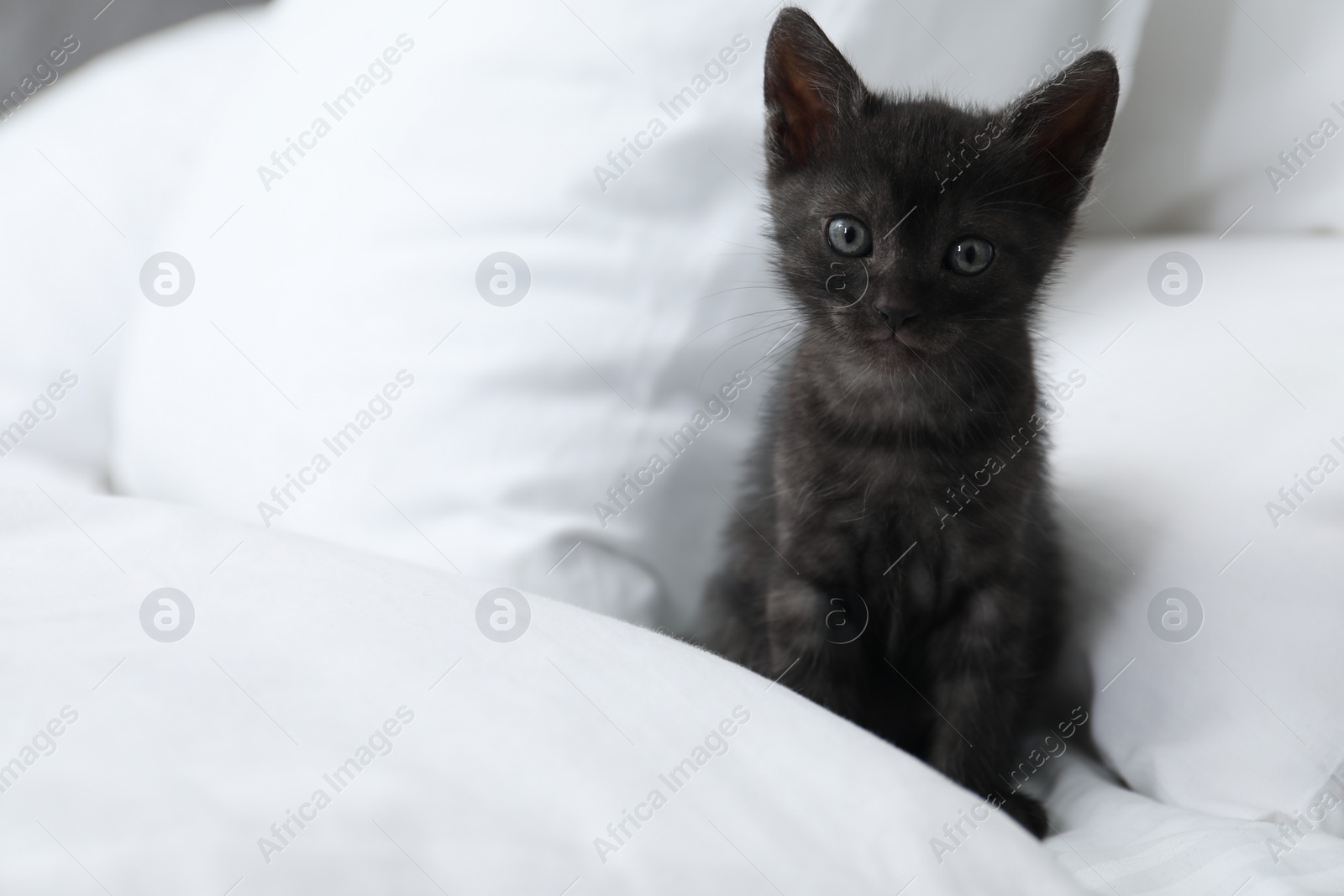 Photo of Cute fluffy kitten on bed indoors, space for text. Baby animal