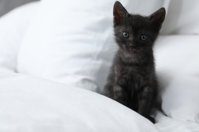 Cute fluffy kitten on bed indoors, space for text. Baby animal