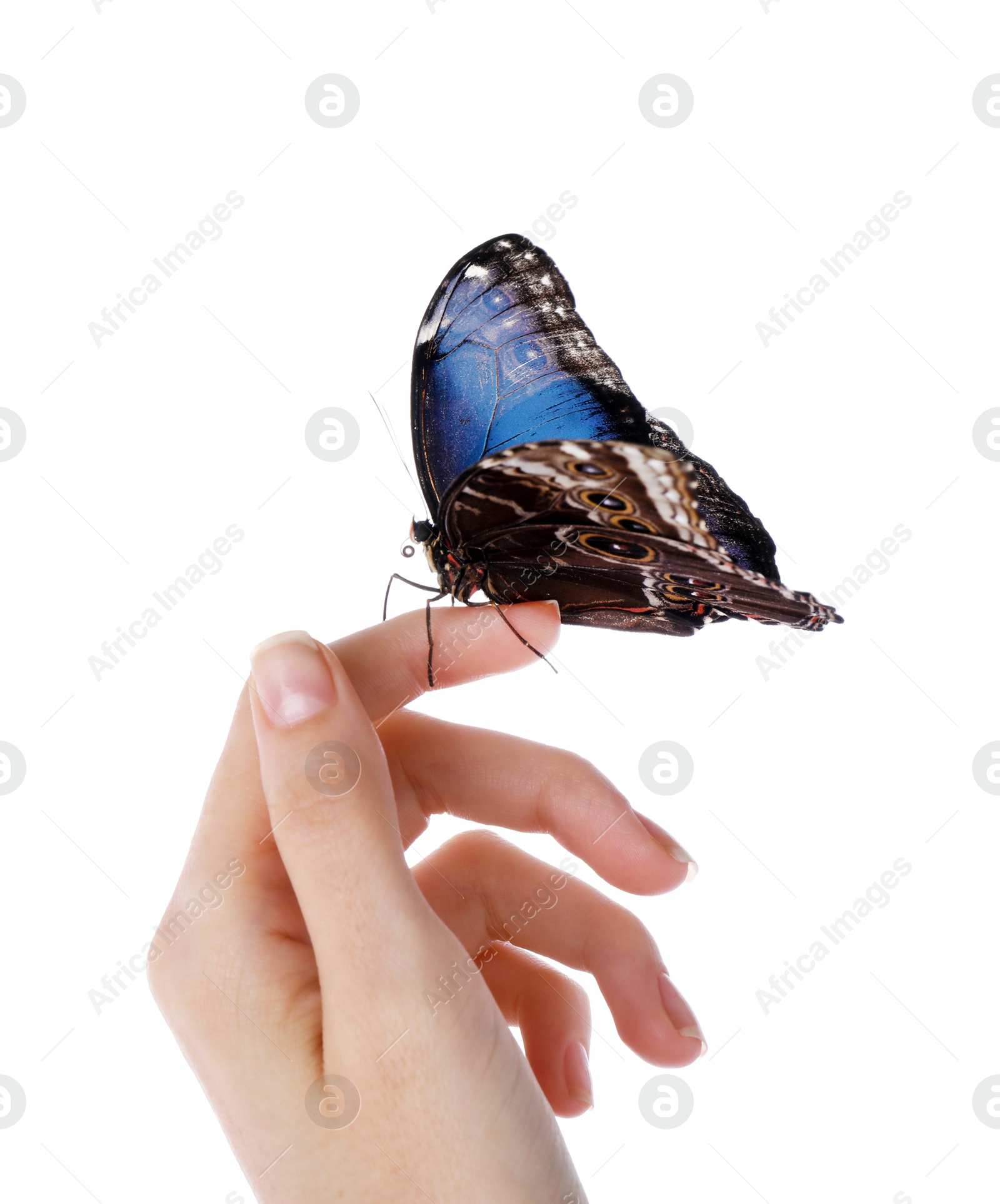 Photo of Woman holding beautiful common morpho butterfly on white background, closeup