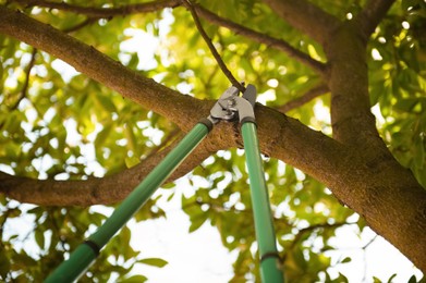 Pruning tree with secateurs outdoors. Gardening tool