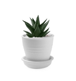 Photo of Beautiful succulent plant in pot isolated on white