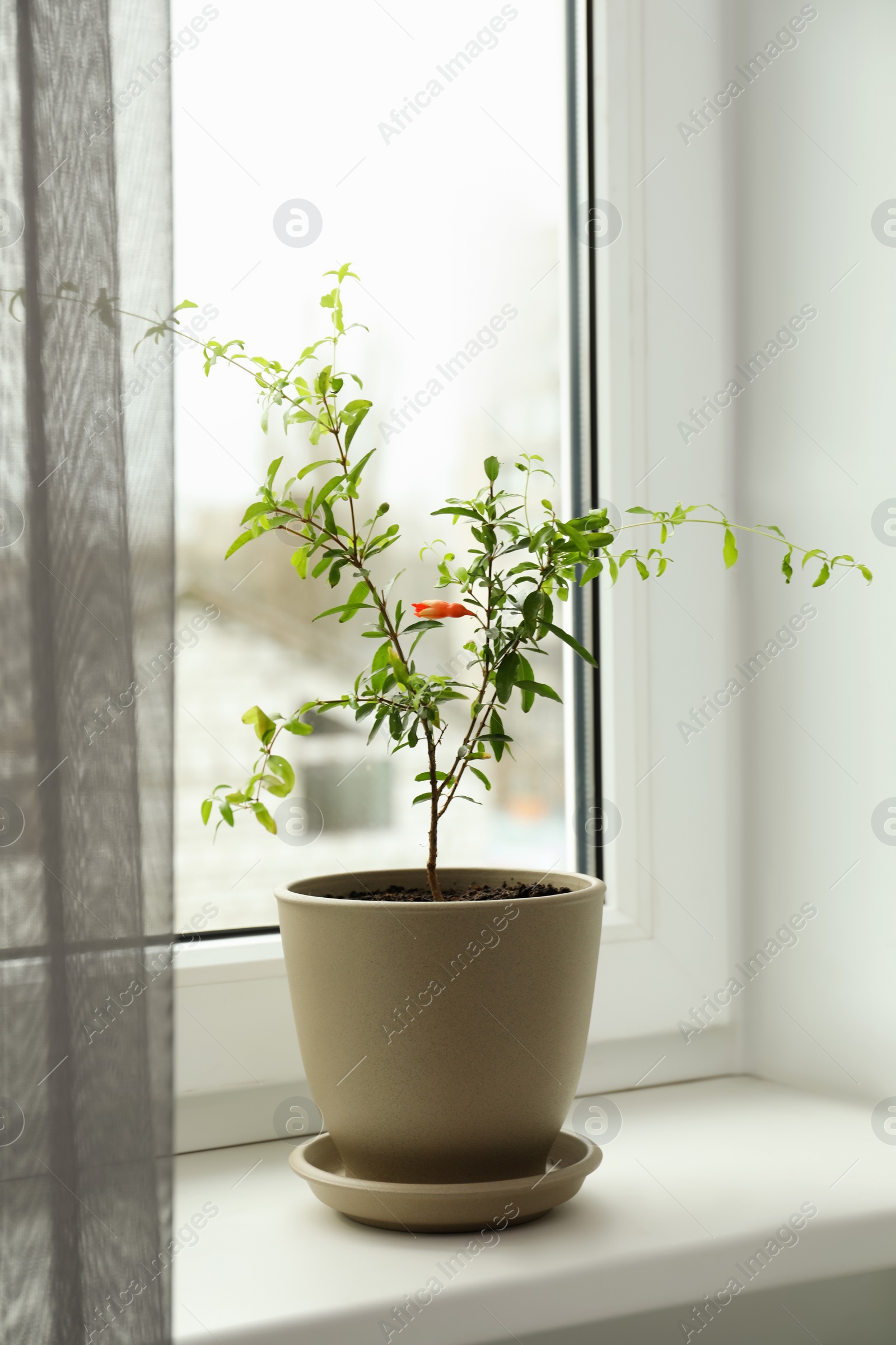 Photo of Potted pomegranate plant on window sill indoors