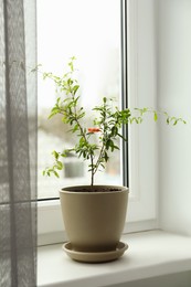 Photo of Potted pomegranate plant on window sill indoors