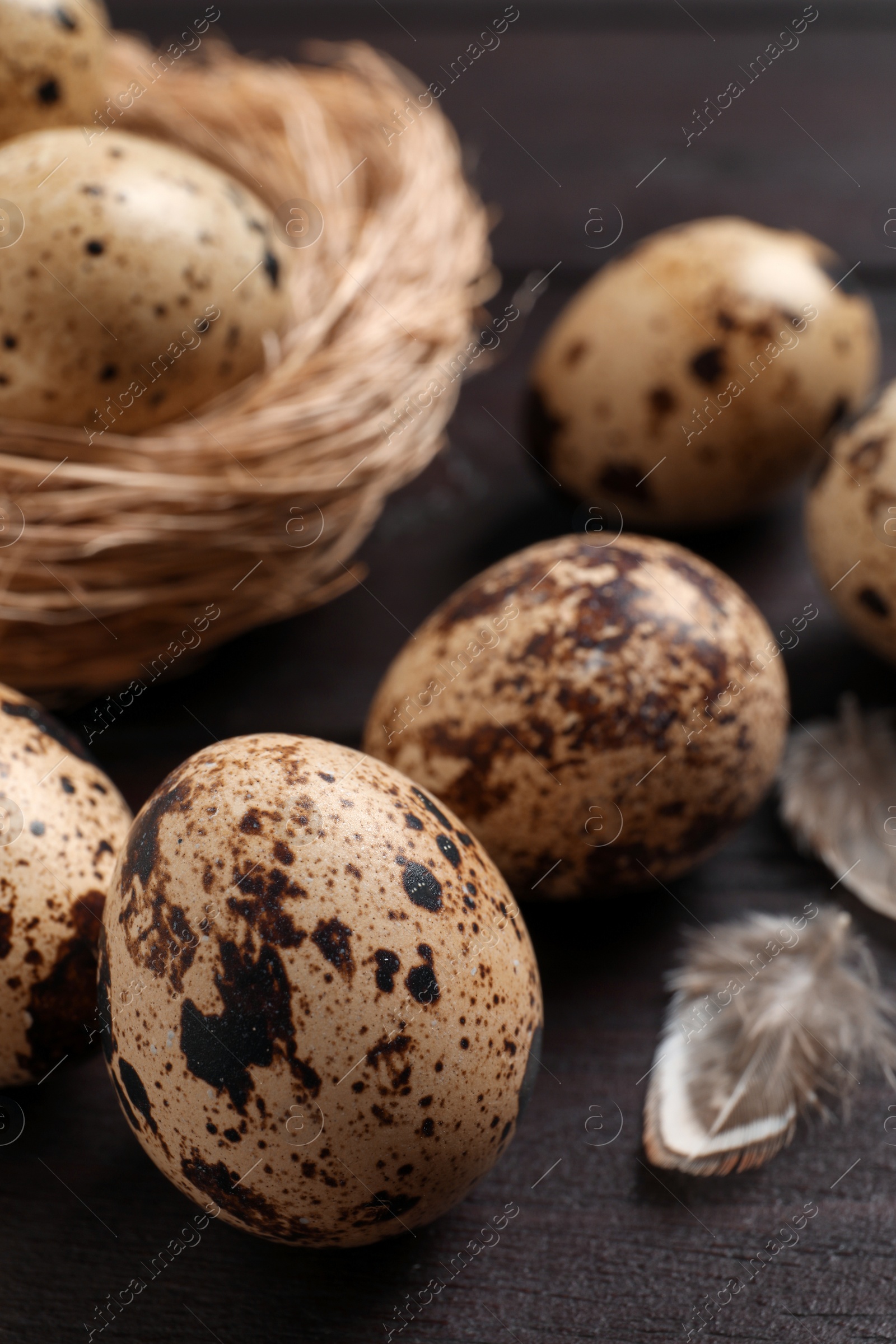 Photo of Quail eggs and feathers near nest on wooden table, closeup