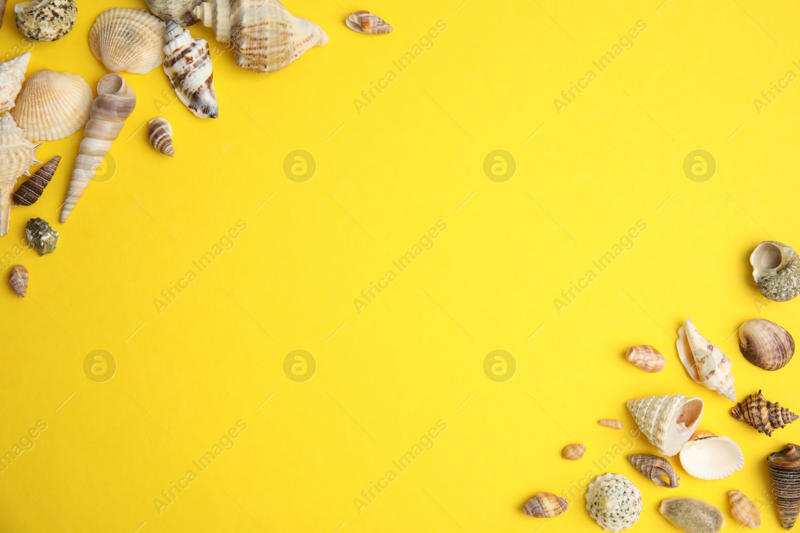 Photo of Different beautiful sea shells on yellow background, flat lay. Space for text