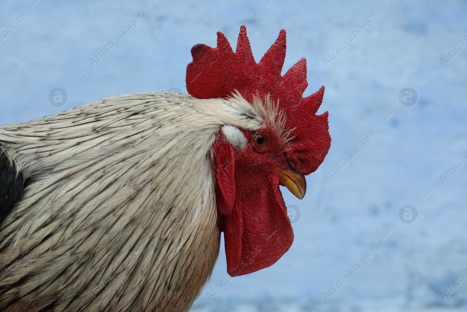 Photo of Big beautiful rooster on blue background. Domestic animal