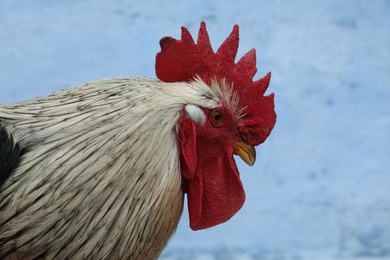 Big beautiful rooster on blue background. Domestic animal