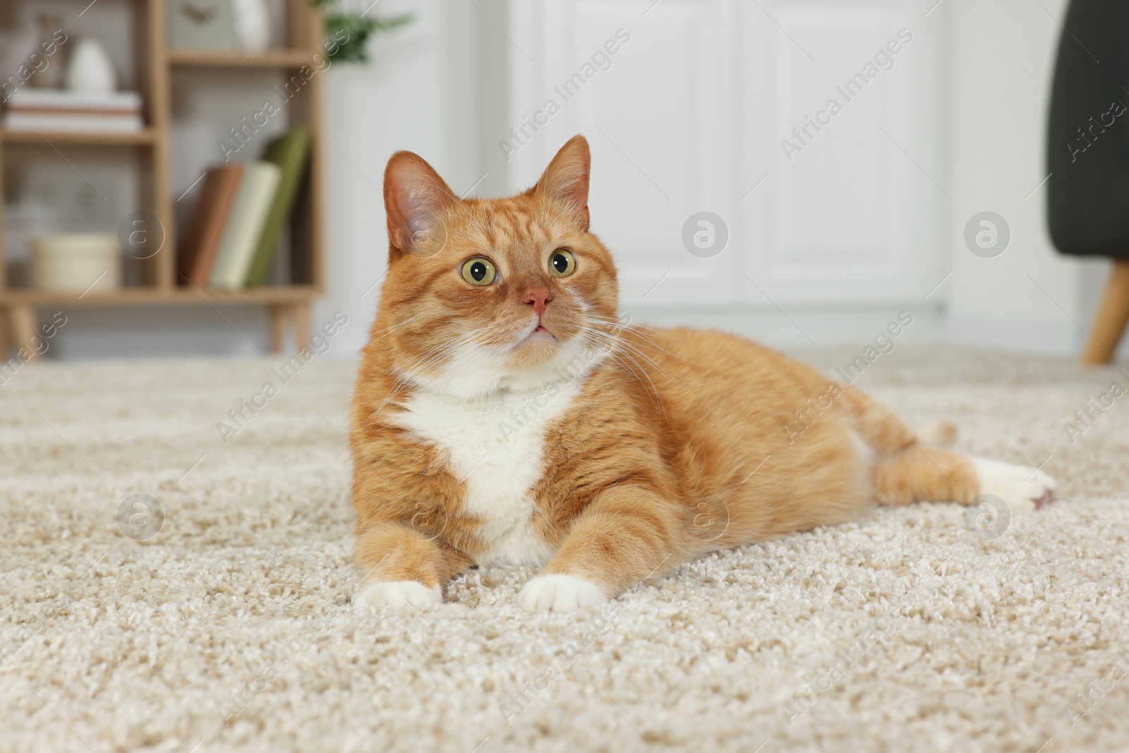 Photo of Cute ginger cat lying on carpet at home