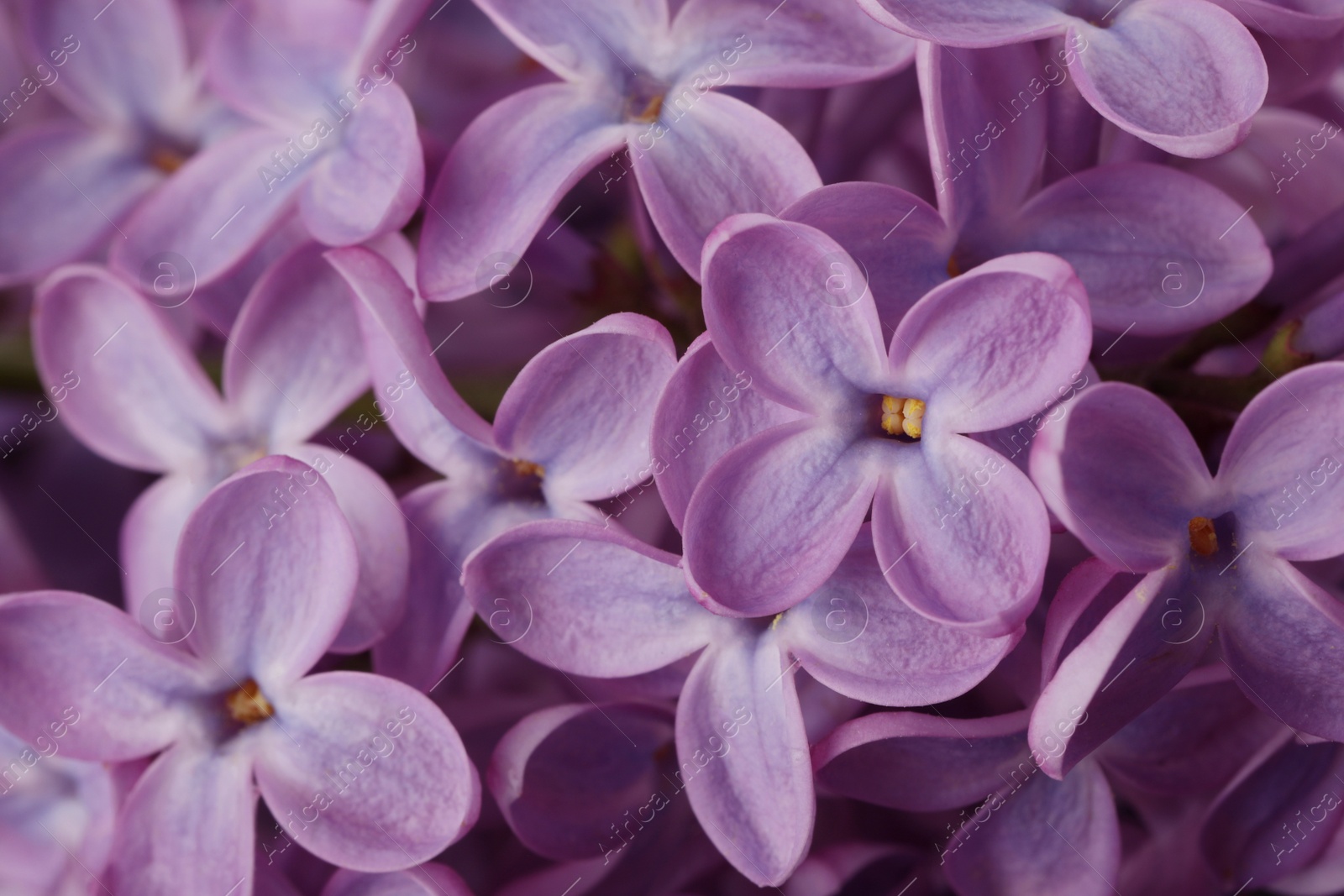 Photo of Closeup view of beautiful blossoming lilac as background