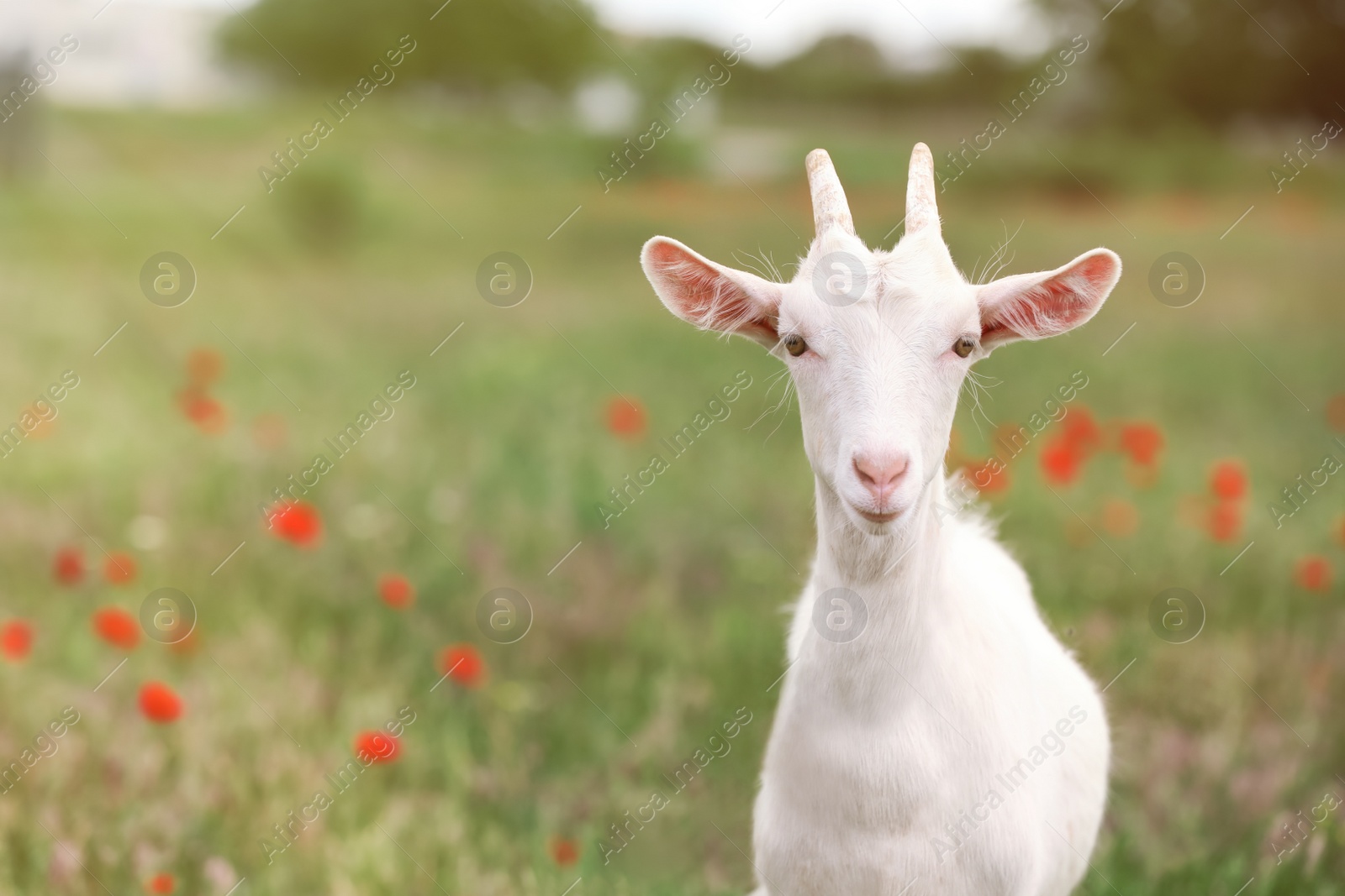 Photo of Cute goat in field, space for text. Animal husbandry