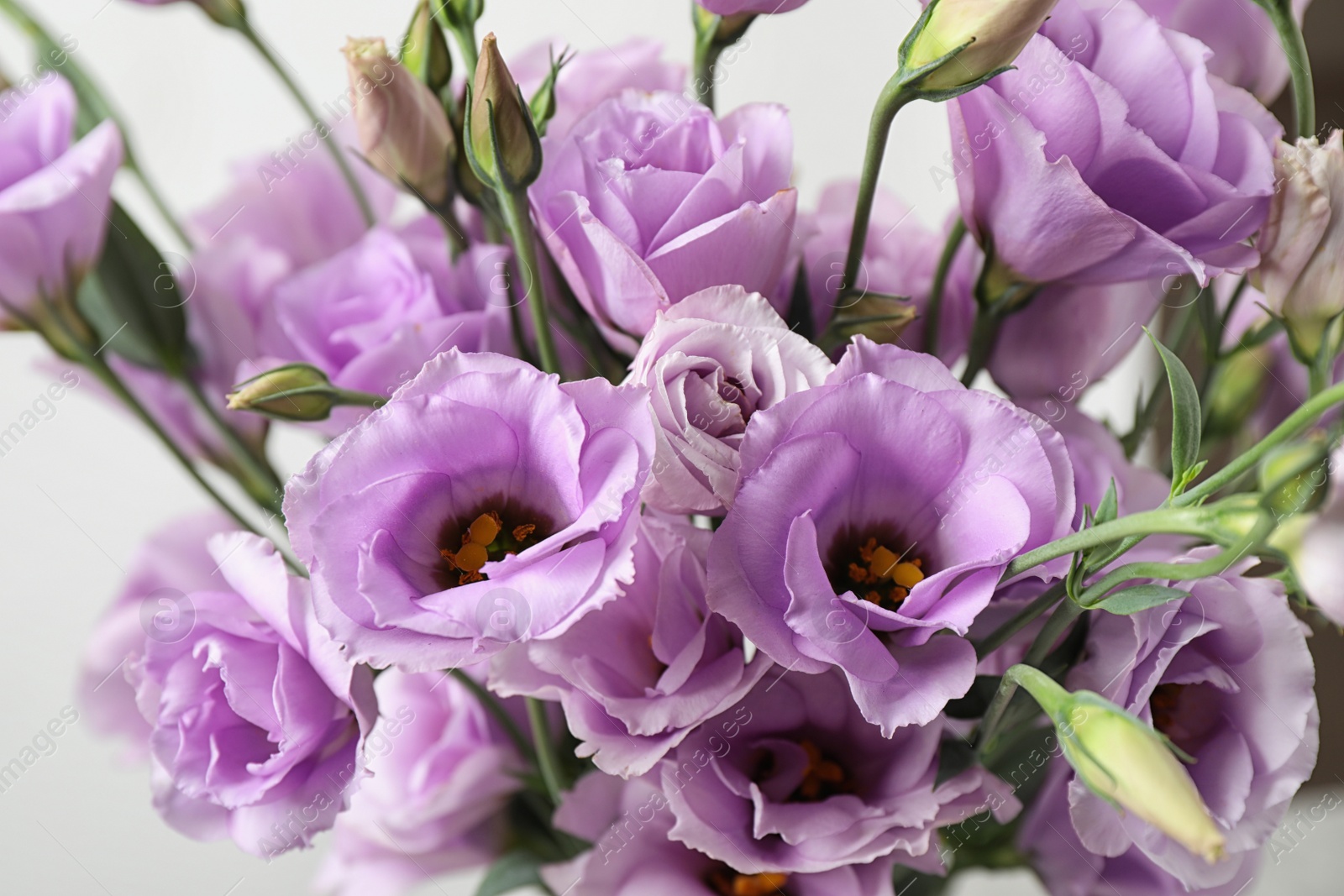 Photo of Beautiful Eustoma flowers on white background, closeup