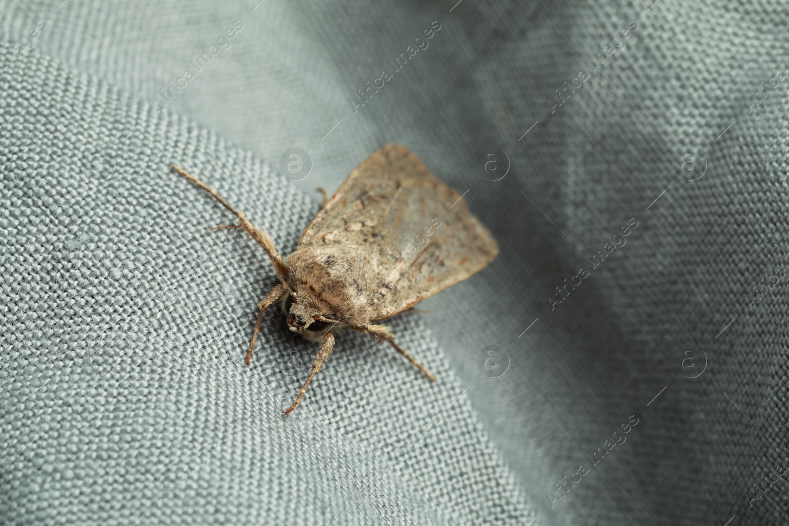 Photo of Paradrina clavipalpis moth on light grey cloth