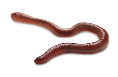 One earthworm isolated on white. Terrestrial invertebrates